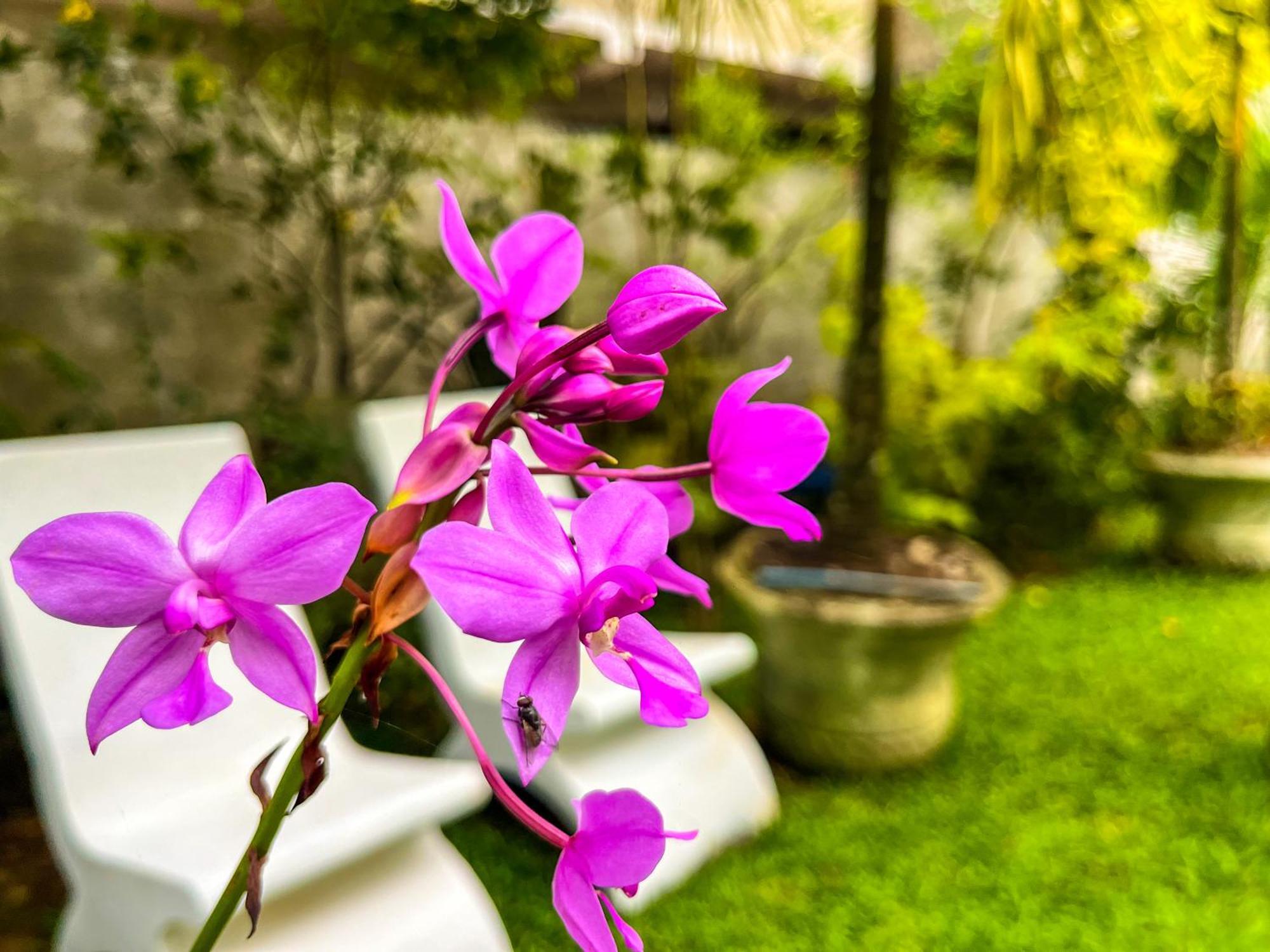 Galle Camellia Exterior foto